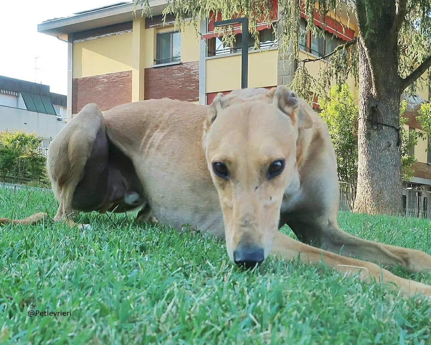 Bianchi greyhound adozione levrieri foster 2