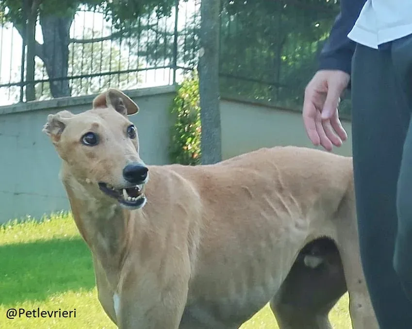 Bianchi greyhound adozione levrieri foster 3
