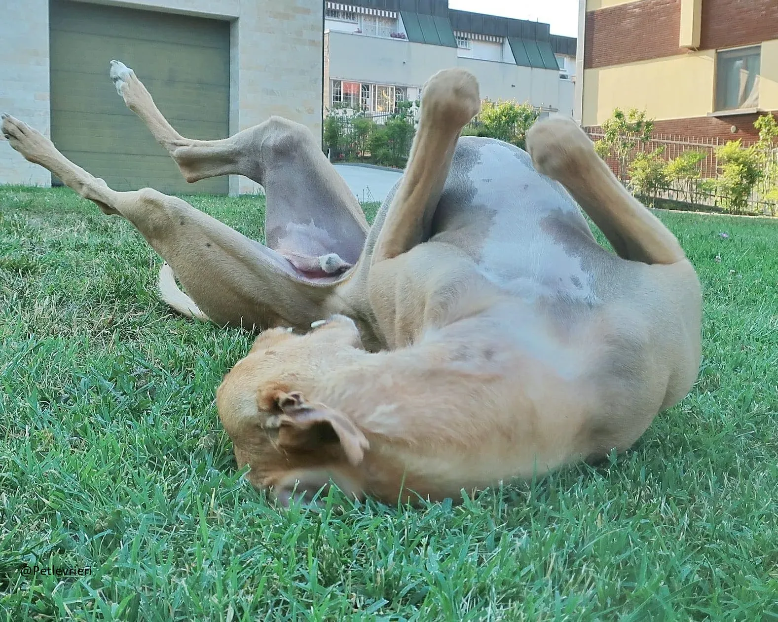 Bianchi greyhound adozione levrieri foster 4