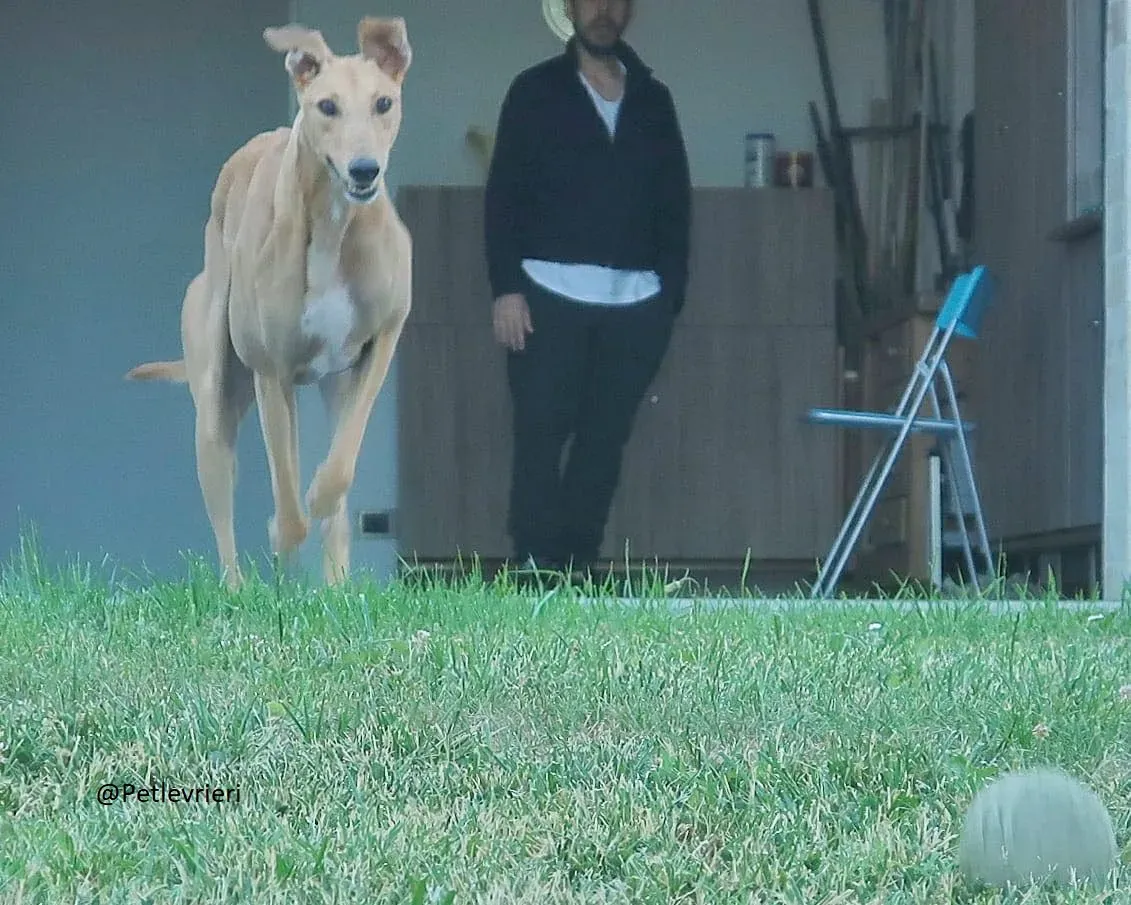 Bianchi greyhound adozione levrieri foster 5