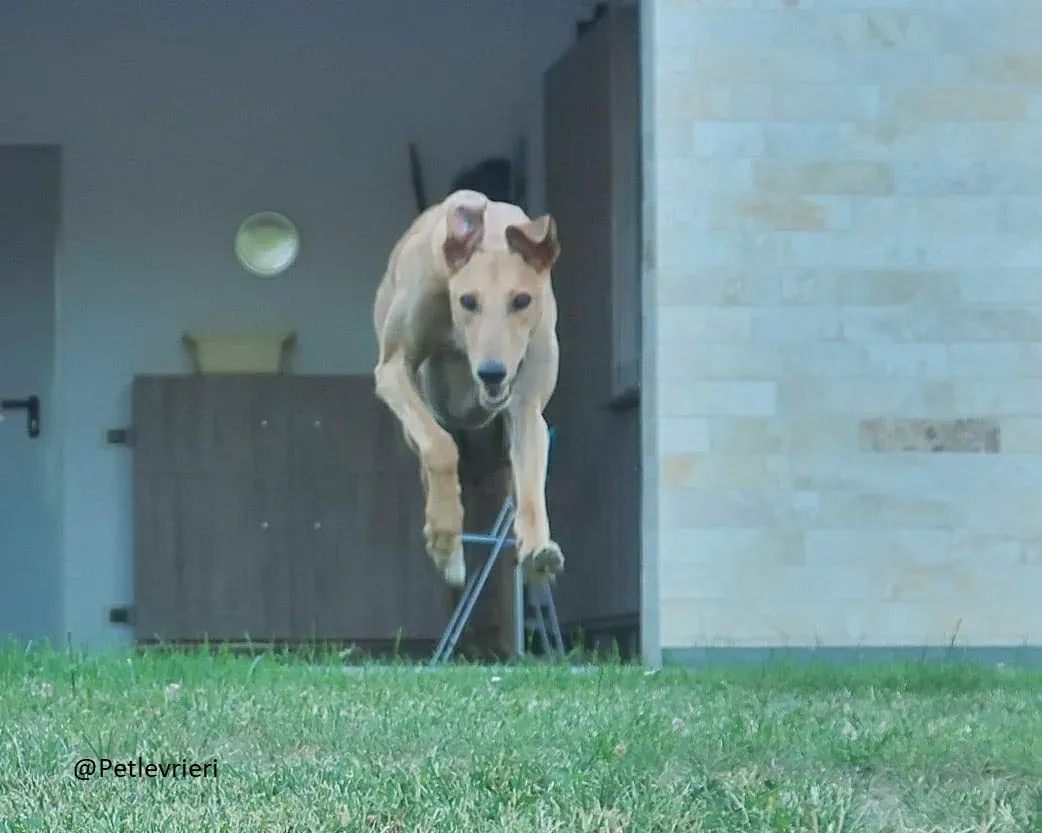 Bianchi greyhound adozione levrieri foster 6