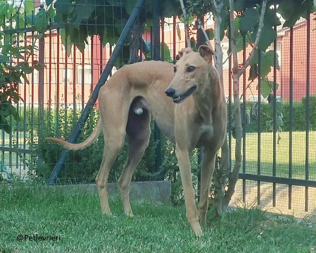 Bianchi greyhound adozione levrieri foster 7
