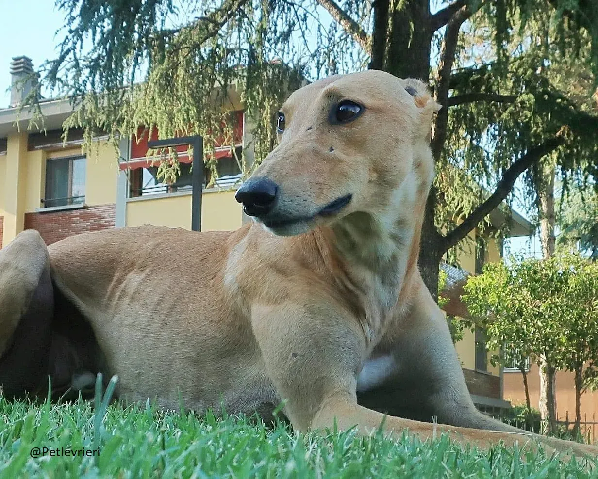 Bianchi greyhound adozione levrieri foster 8