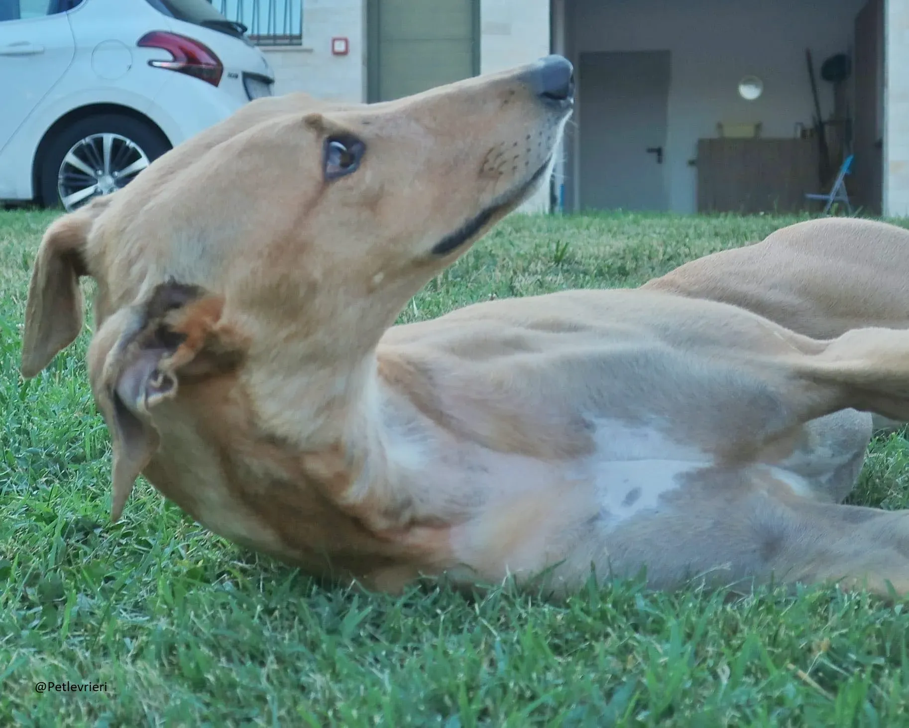 Bianchi greyhound adozione levrieri foster 9