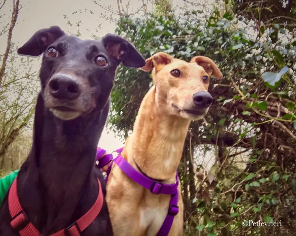 Bianchi greyhound pet levrieri 1