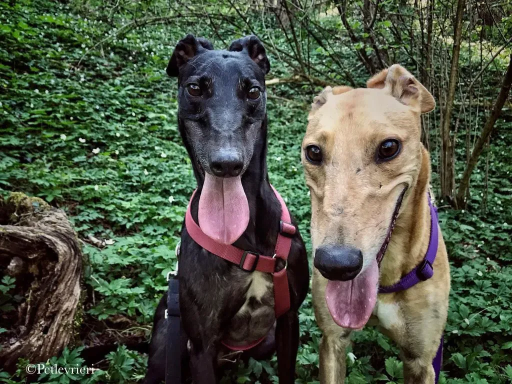 Bianchi greyhound pet levrieri 10