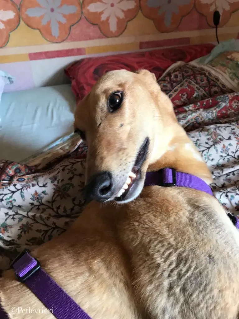 Bianchi greyhound pet levrieri 11