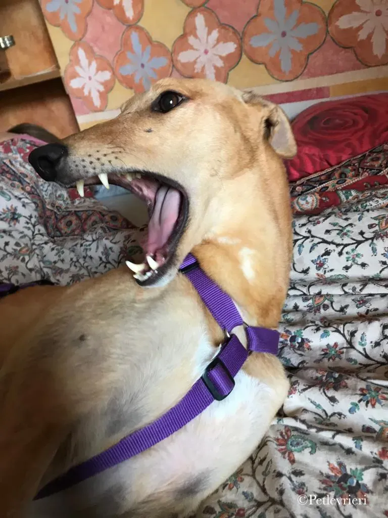 Bianchi greyhound pet levrieri 12