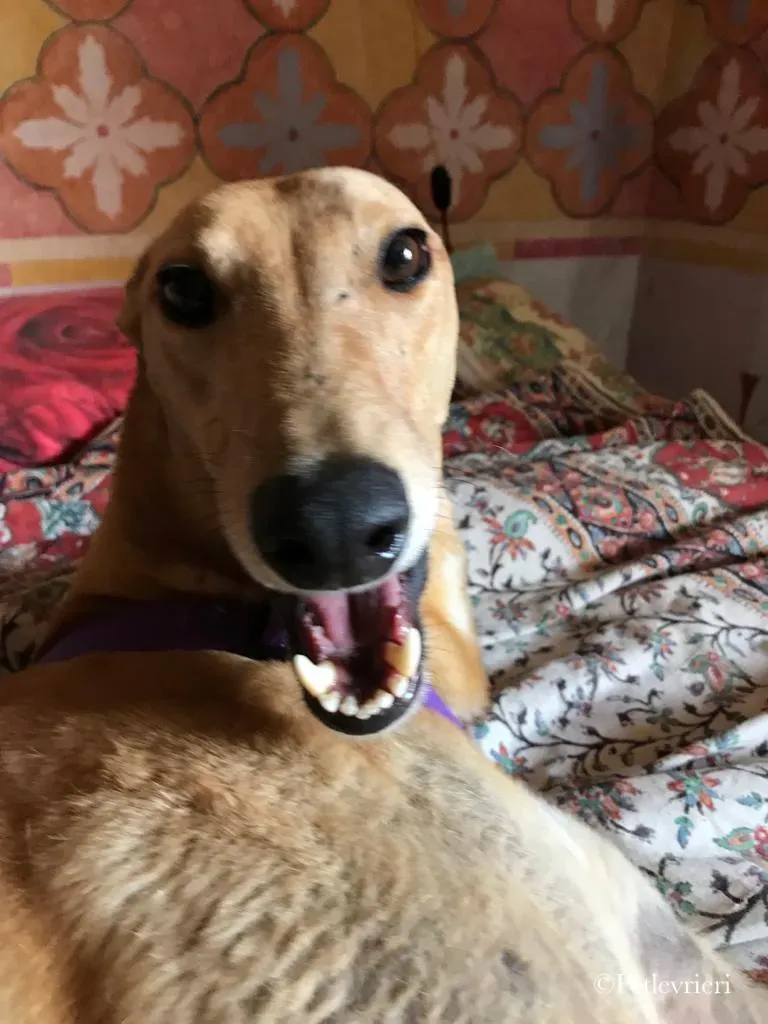 Bianchi greyhound pet levrieri 13