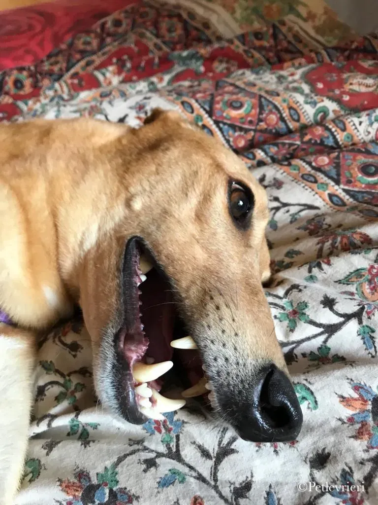 Bianchi greyhound pet levrieri 14