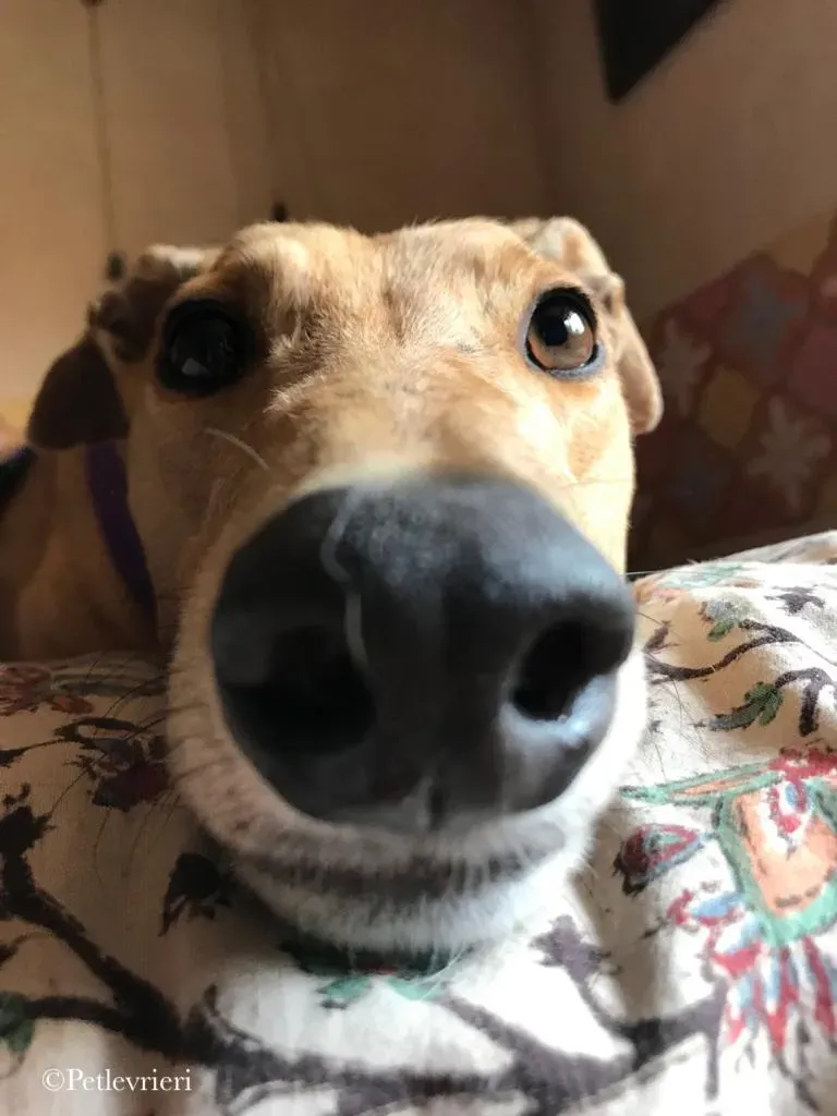 Bianchi greyhound pet levrieri 15