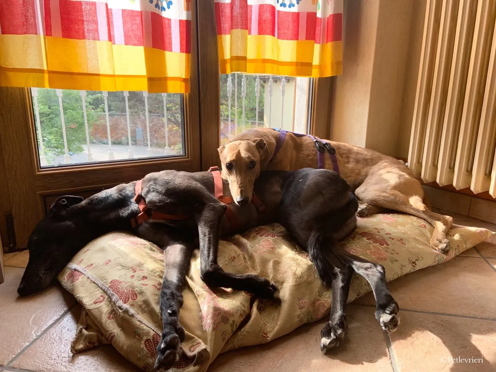 Bianchi greyhound pet levrieri 16