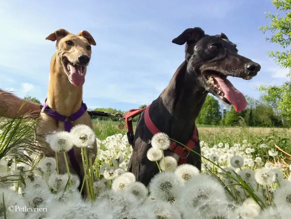 Bianchi greyhound pet levrieri 17