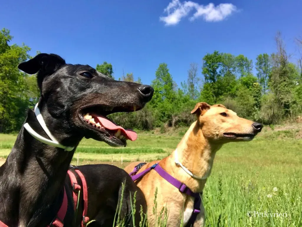 Bianchi greyhound pet levrieri 18