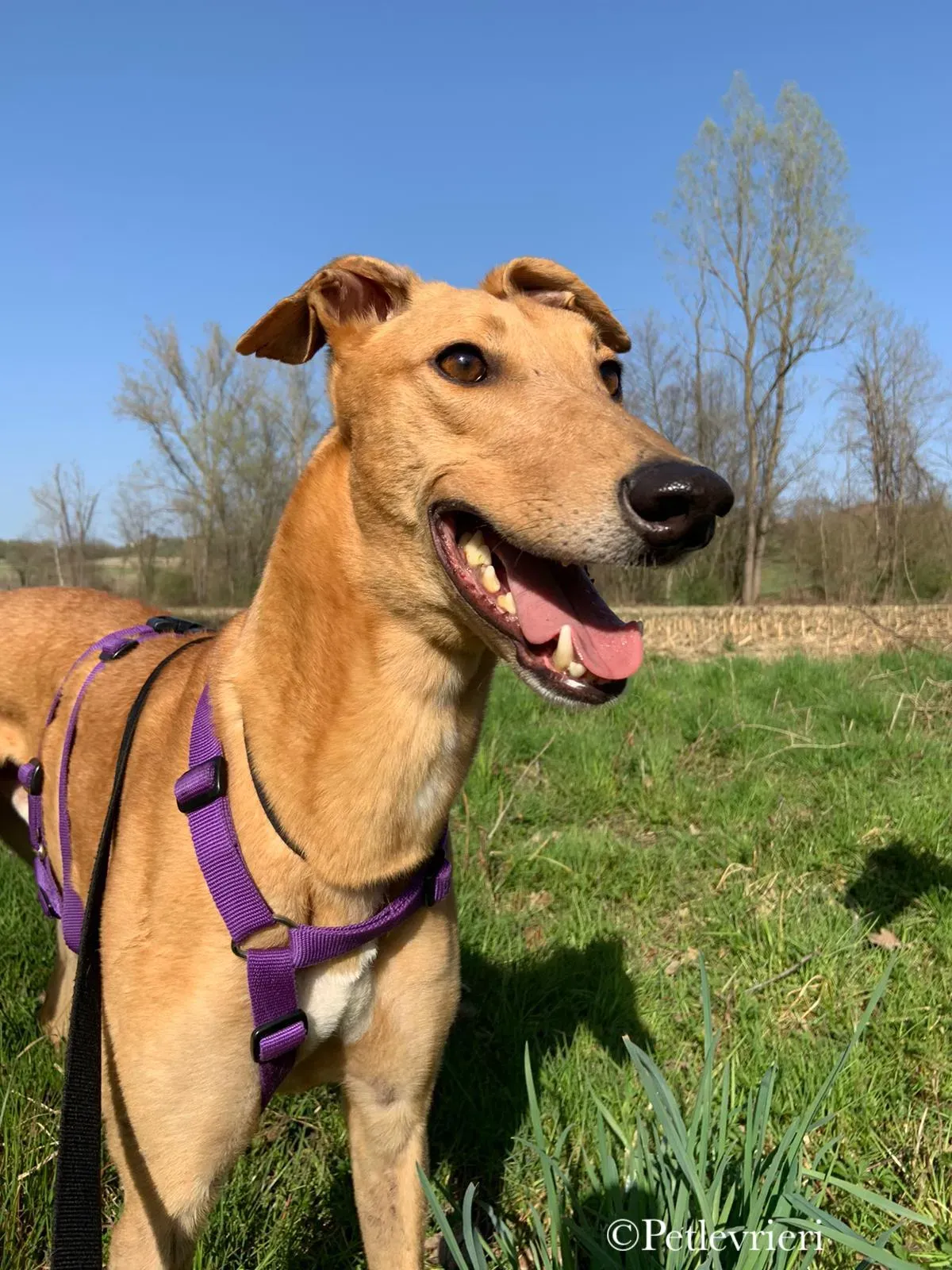 Bianchi greyhound pet levrieri 2