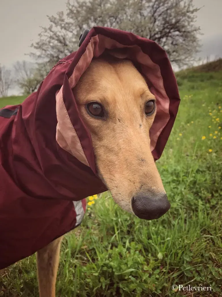 Bianchi greyhound pet levrieri 3