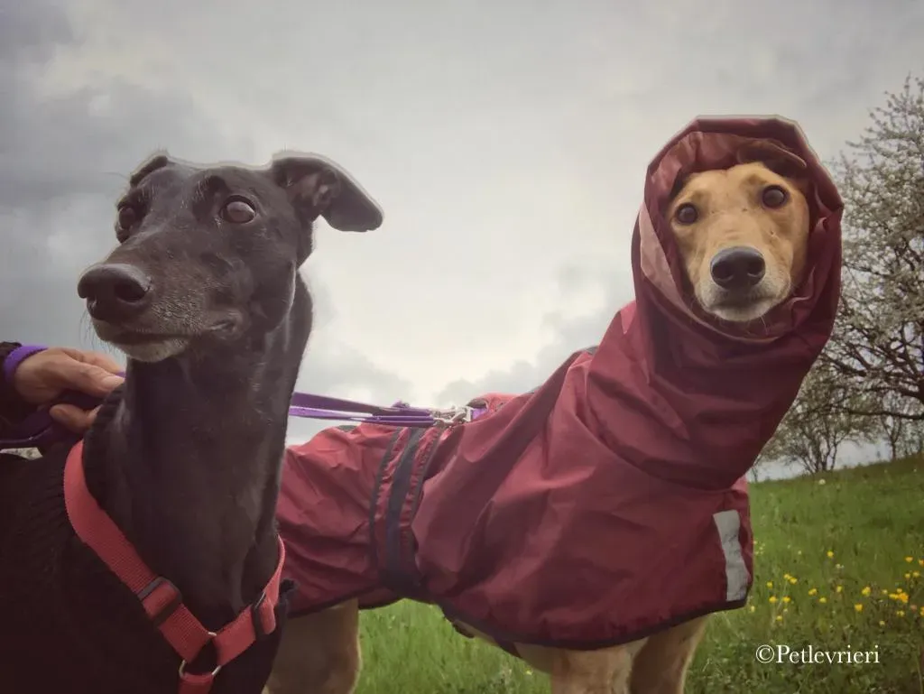 Bianchi greyhound pet levrieri 4