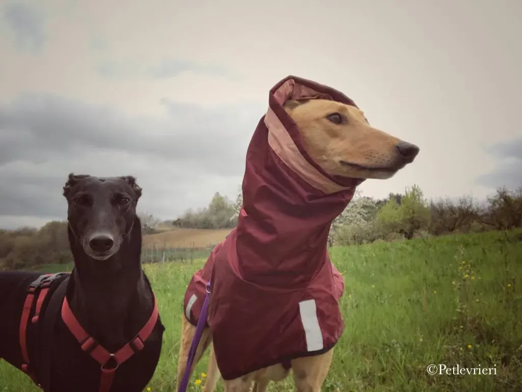 Bianchi greyhound pet levrieri 5