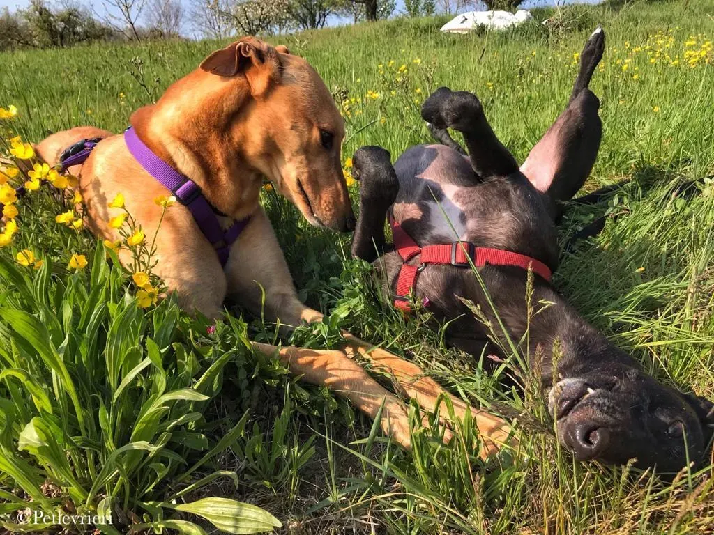 Bianchi greyhound pet levrieri 6