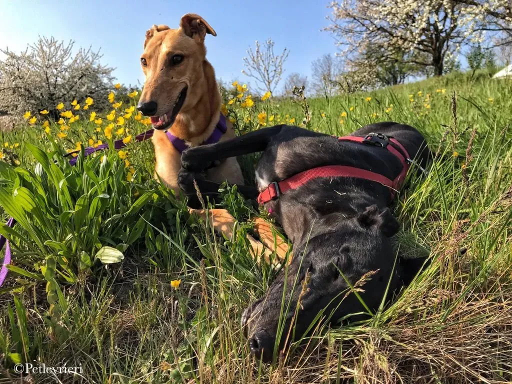 Bianchi greyhound pet levrieri 7