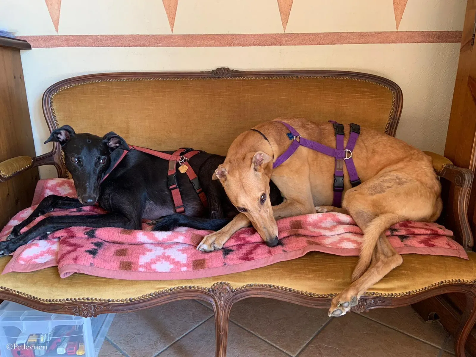 Bianchi greyhound pet levrieri 8