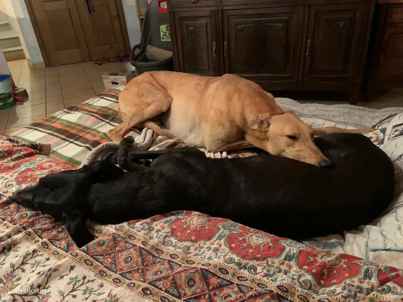 Bianchi greyhound pet levrieri 9