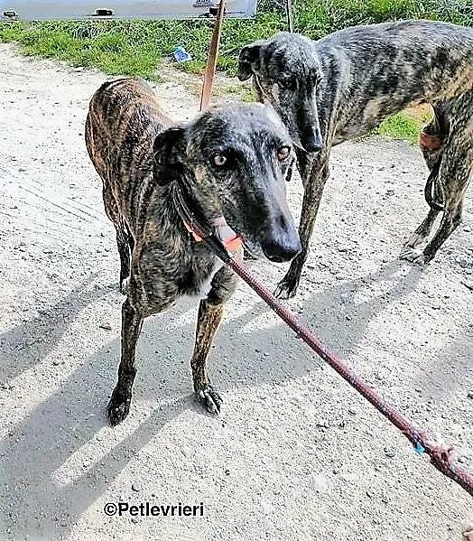 Bibi adozione levrieri galgo 1 1