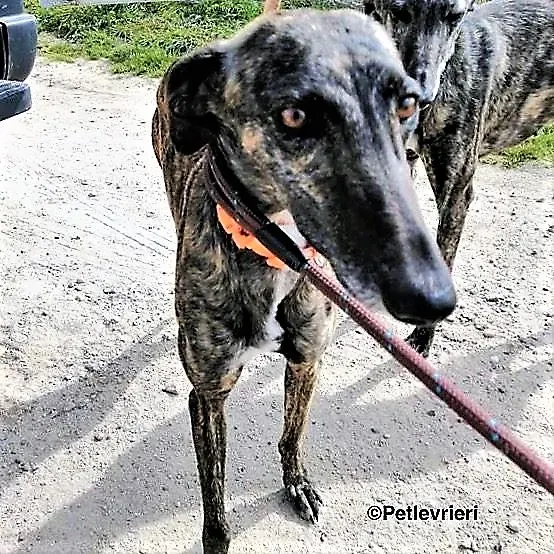 Bibi adozione levrieri galgo 2 2