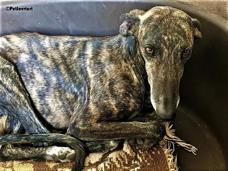 Bibi adozione levrieri galgo 3 3