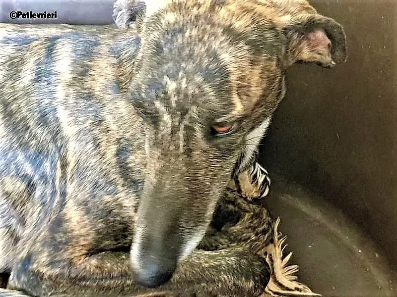 Bibi adozione levrieri galgo 4 2