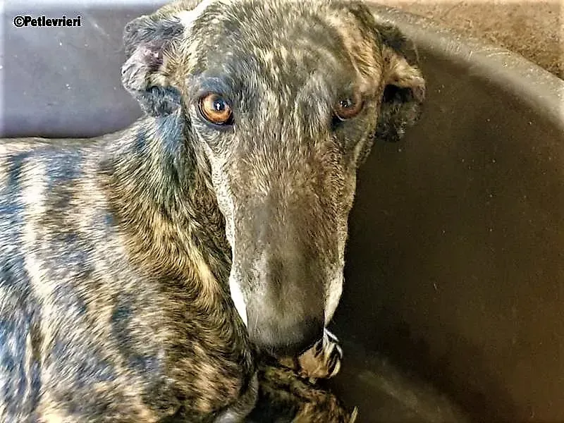 Bibi adozione levrieri galgo 5 1 1