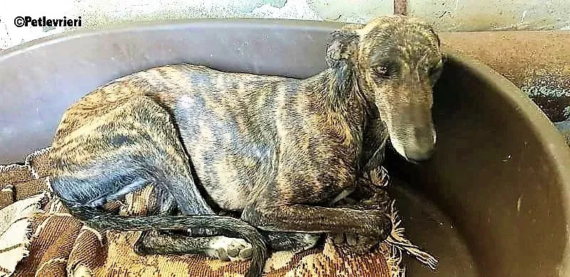 Bibi adozione levrieri galgo 6 1