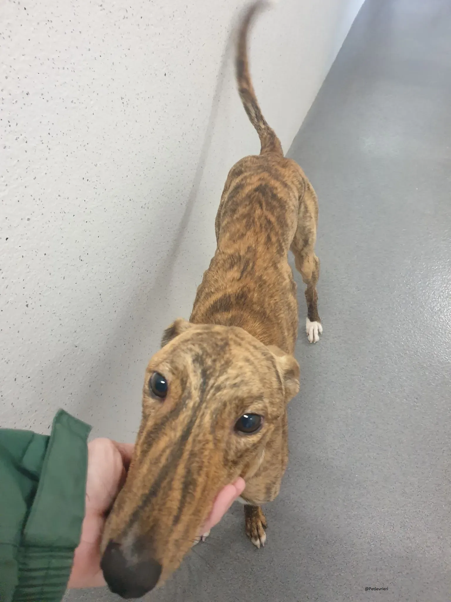 Biden lurcher adozione pet levrieri brindle 1