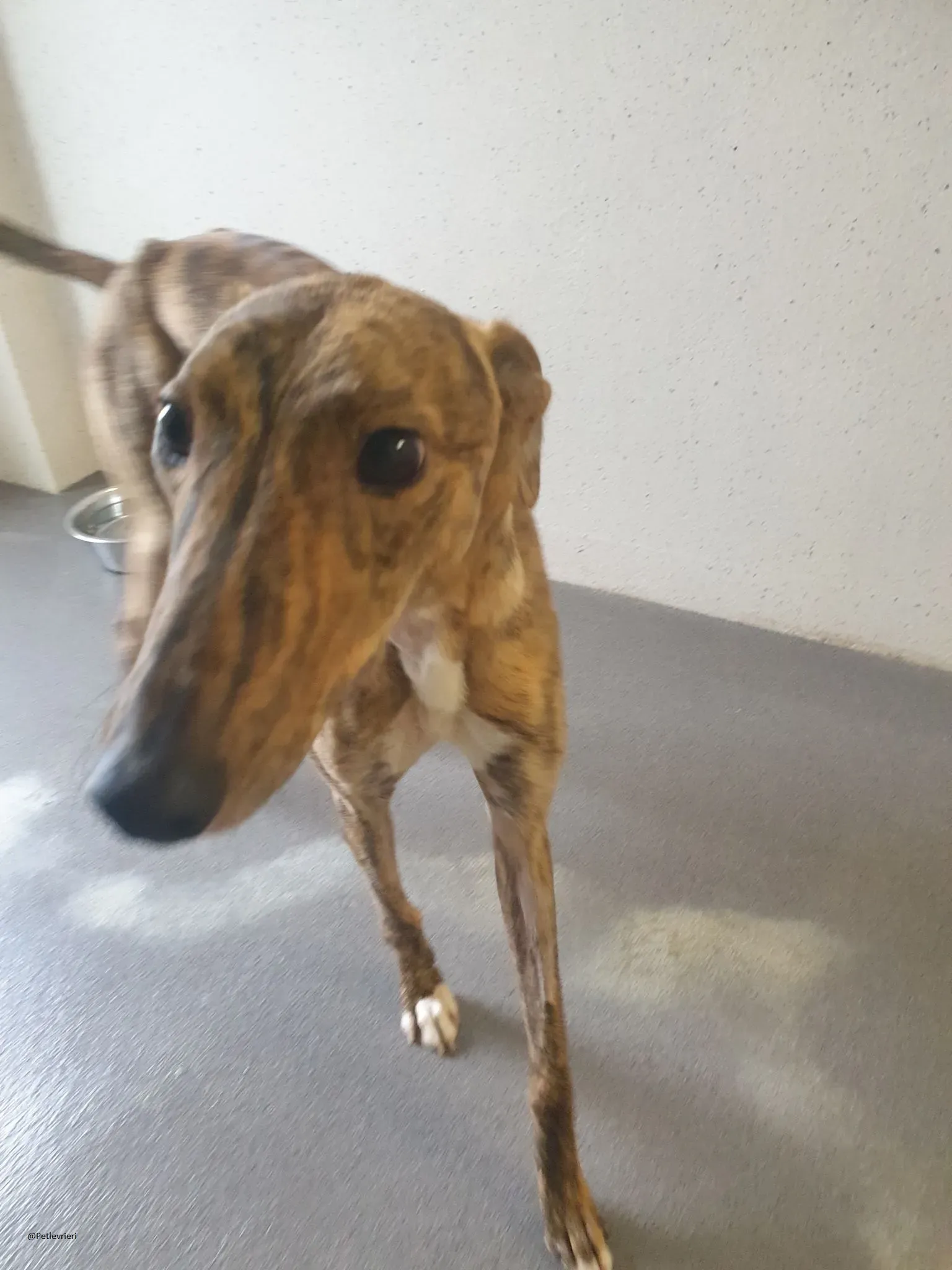 Biden lurcher adozione pet levrieri brindle 2