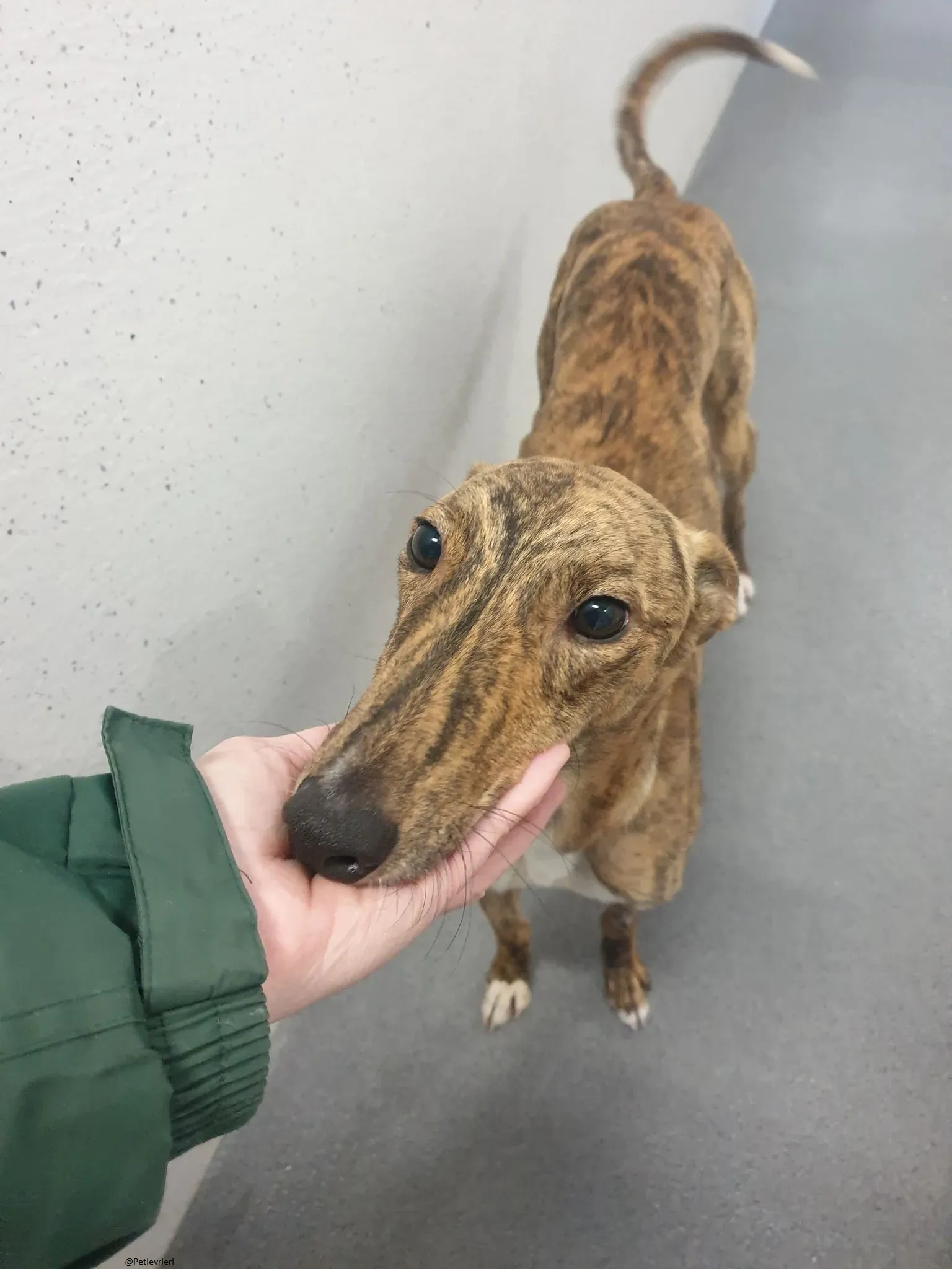 Biden lurcher adozione pet levrieri brindle 3