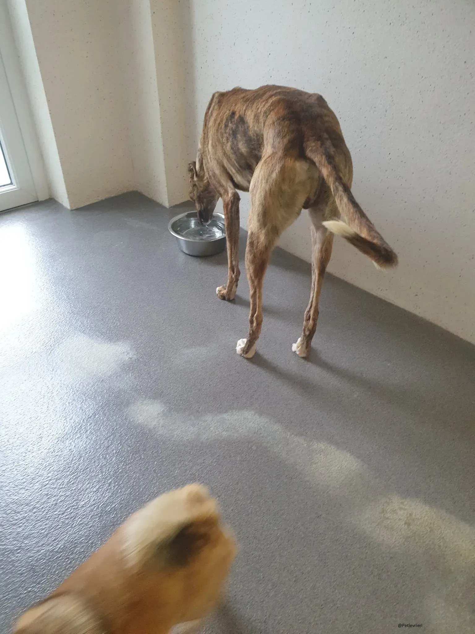 Biden lurcher adozione pet levrieri brindle 4