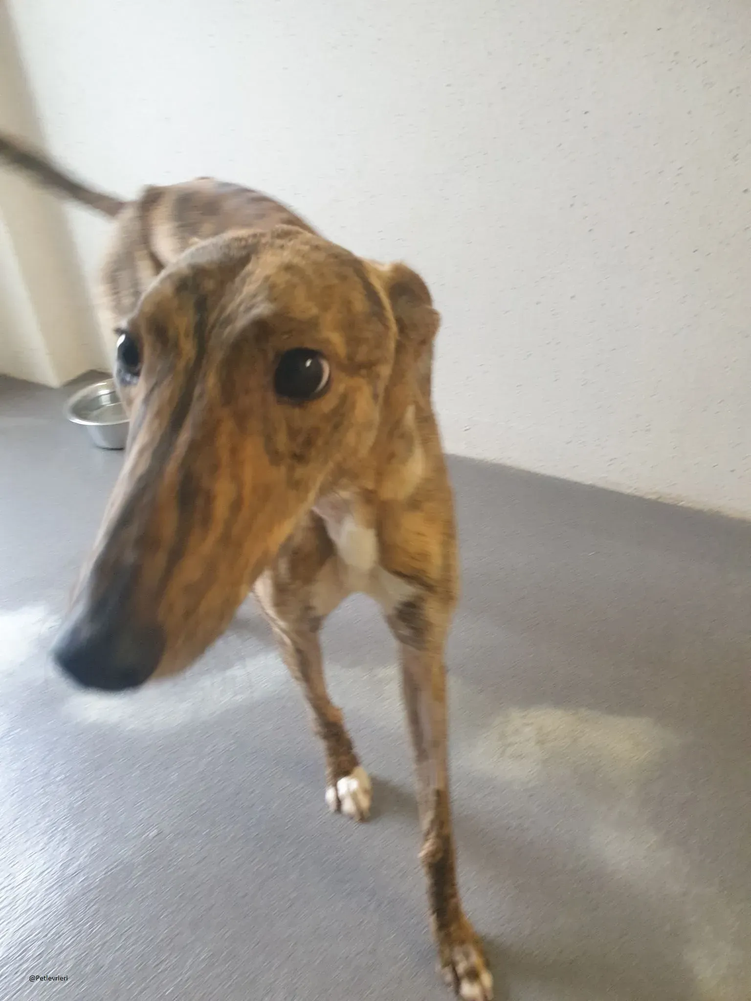 Biden lurcher adozione pet levrieri brindle 5