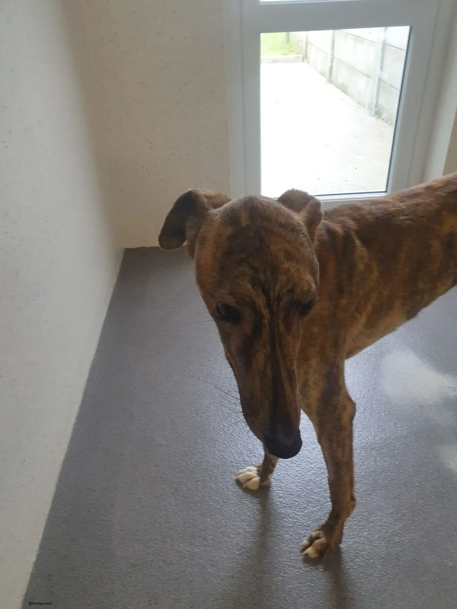 Biden lurcher adozione pet levrieri brindle 6