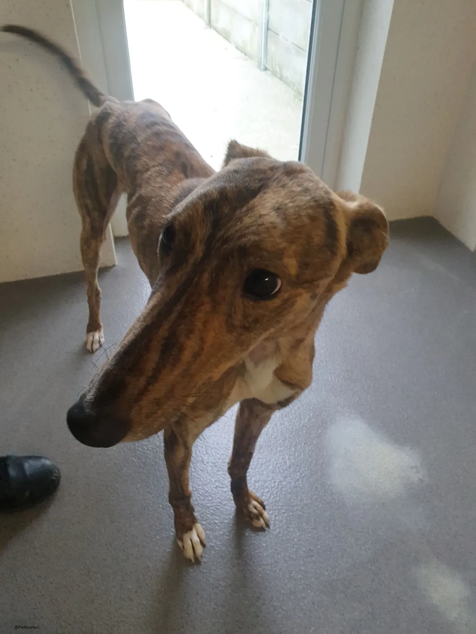 Biden lurcher adozione pet levrieri brindle 7