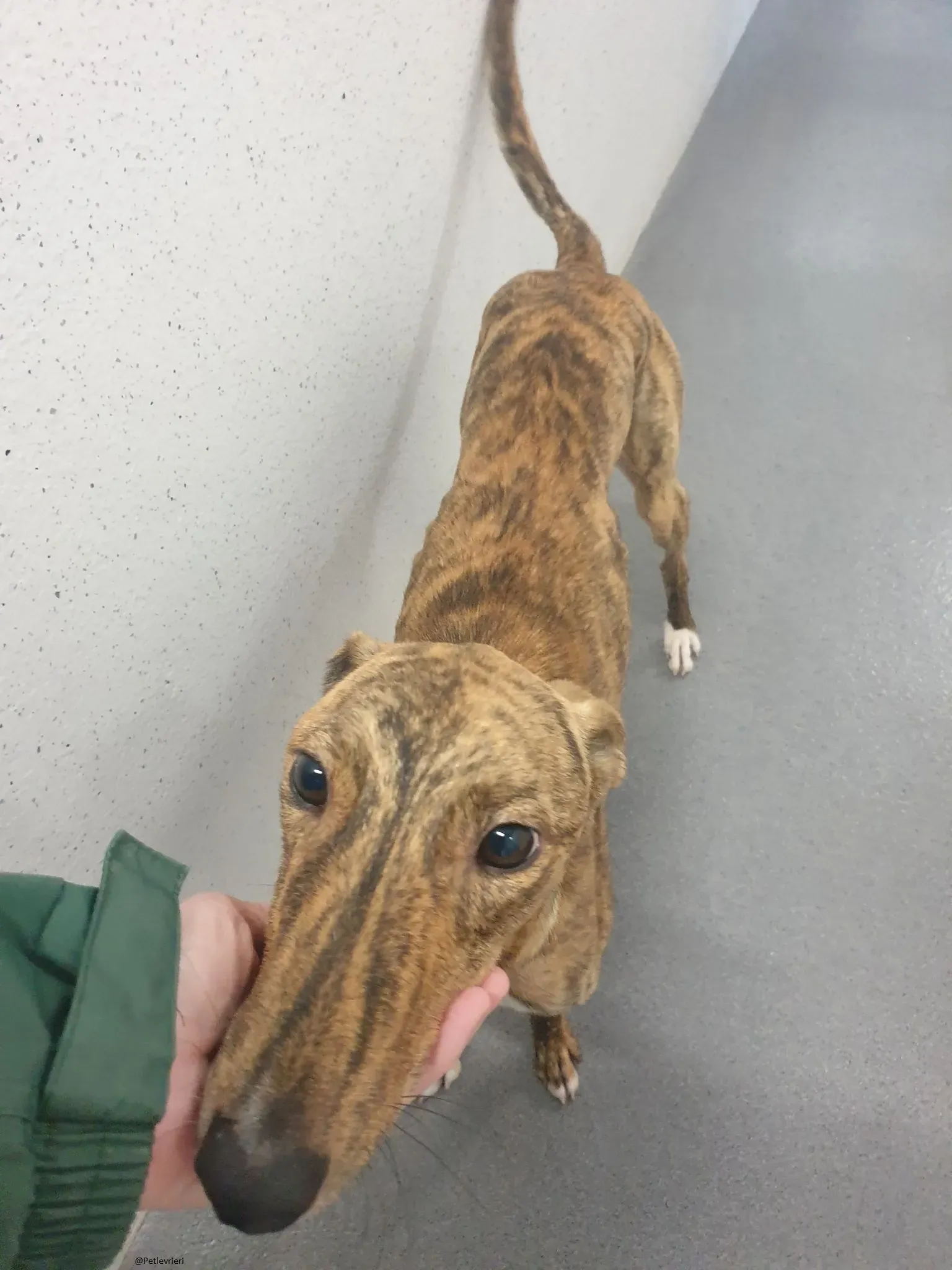 Biden lurcher adozione pet levrieri brindle 8