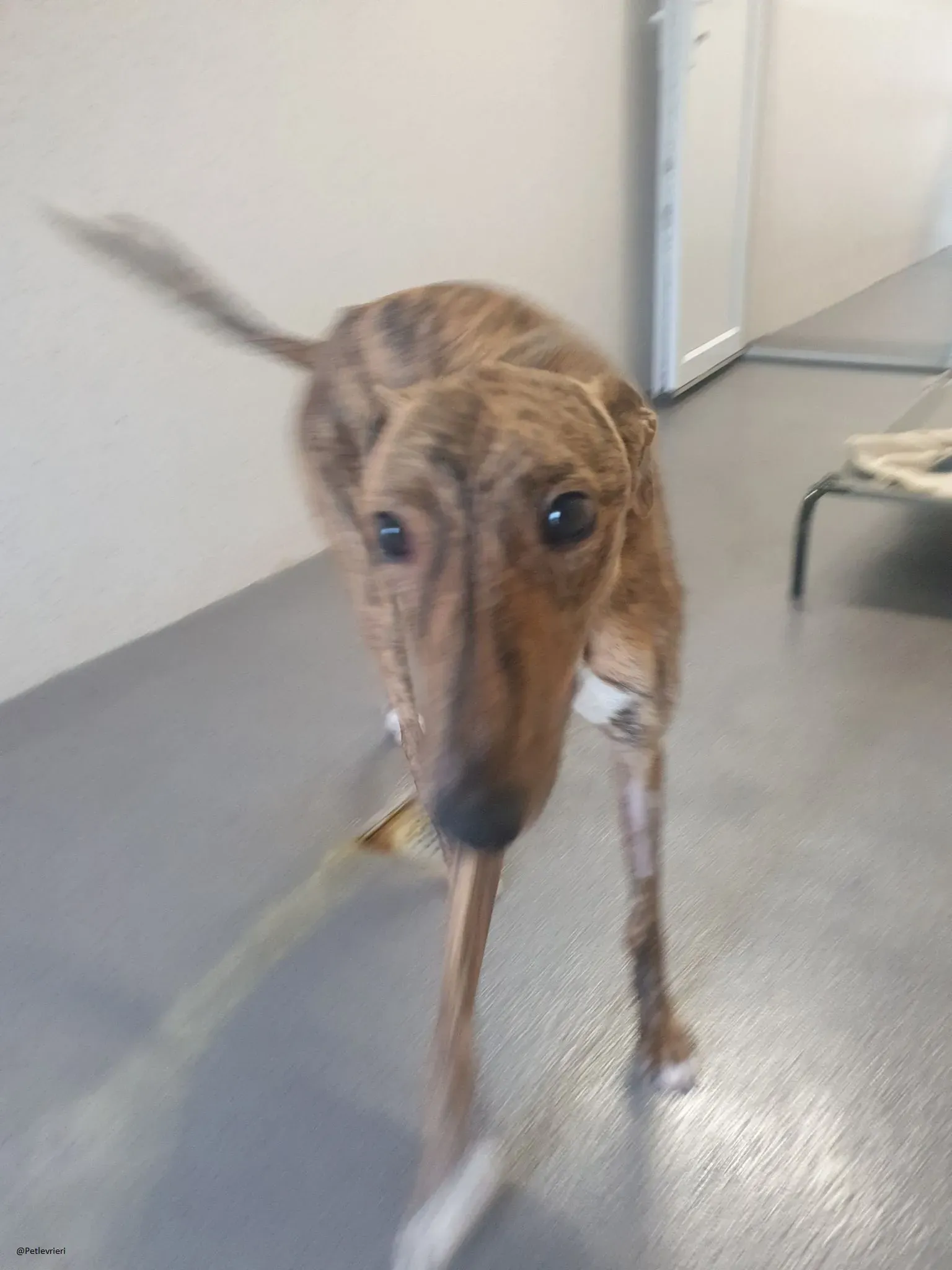 Biden lurcher adozione pet levrieri brindle 9