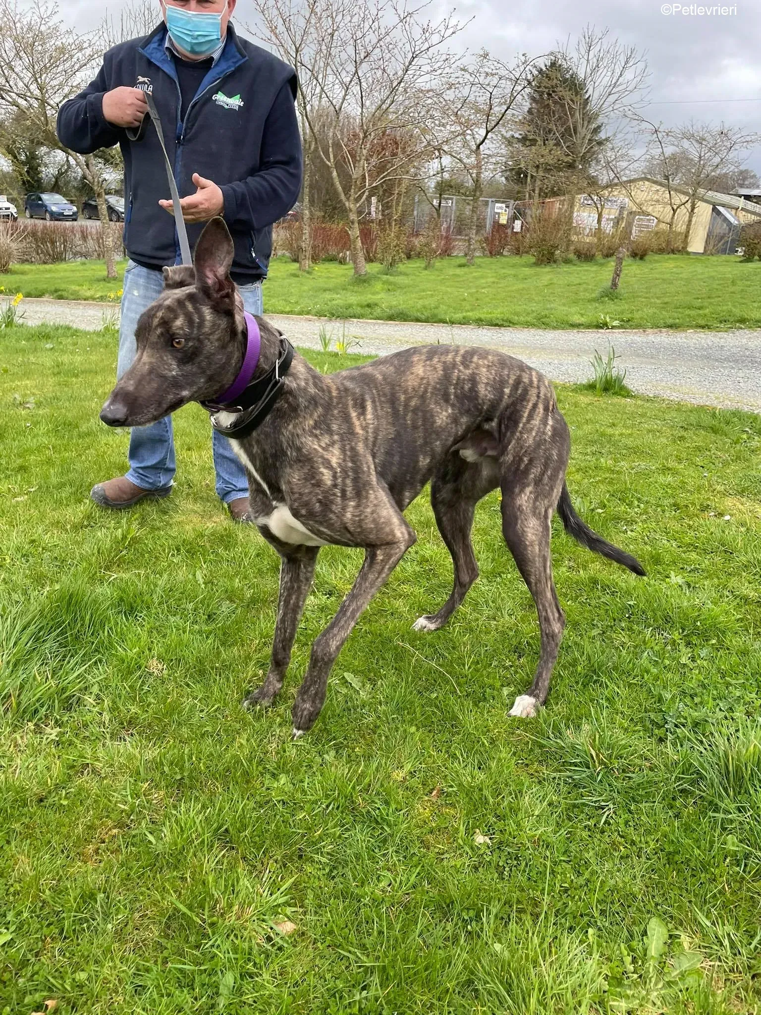 Bill adozione levrieri greyhound 9