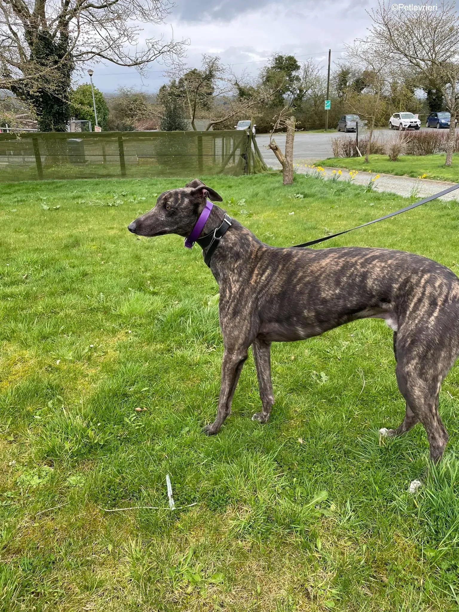 Bill adozione levrieri greyhound 2