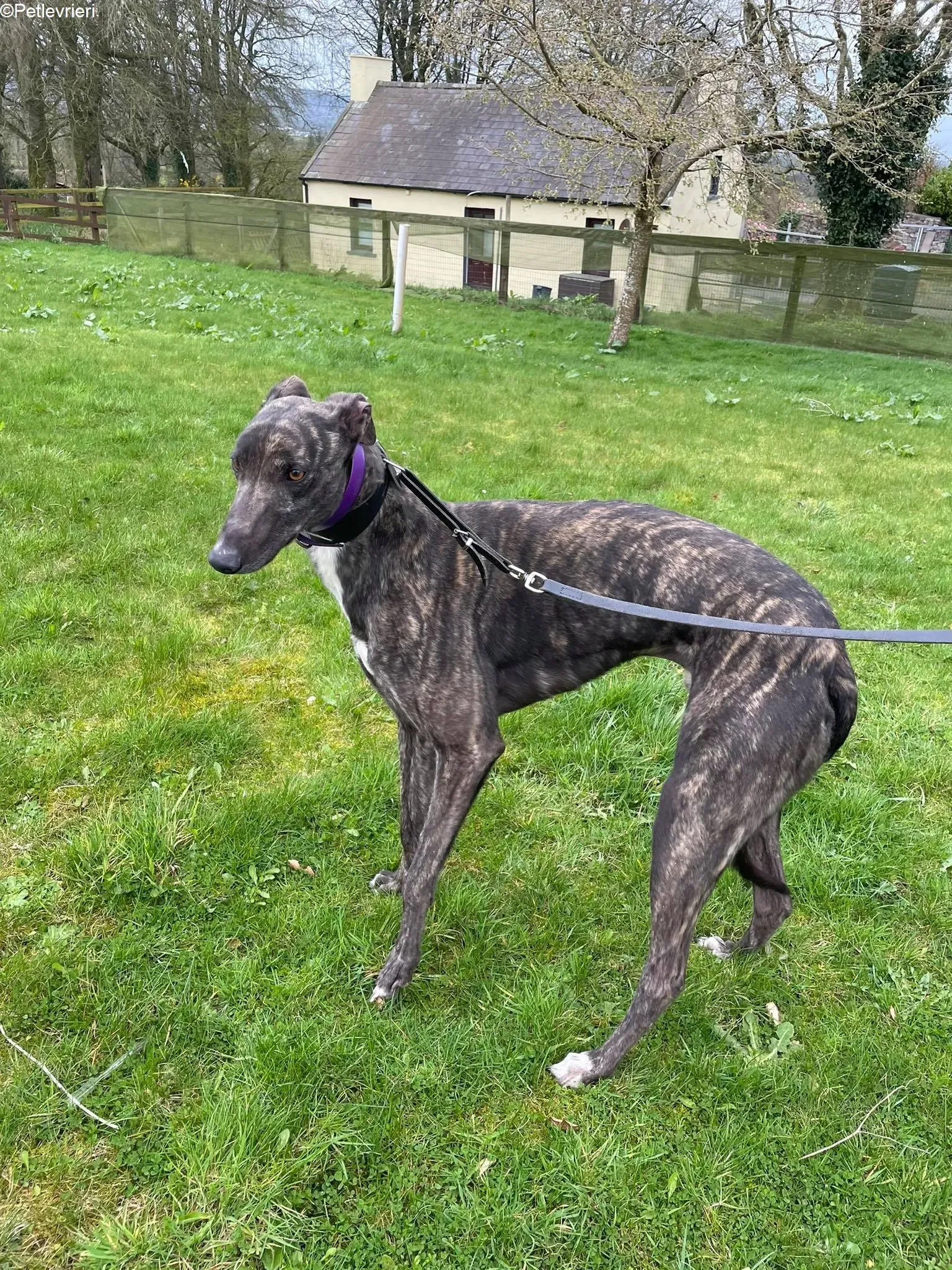 Bill adozione levrieri greyhound 1