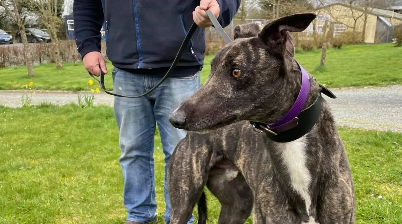 Bill adozione levrieri greyhound 5 e1616871169230