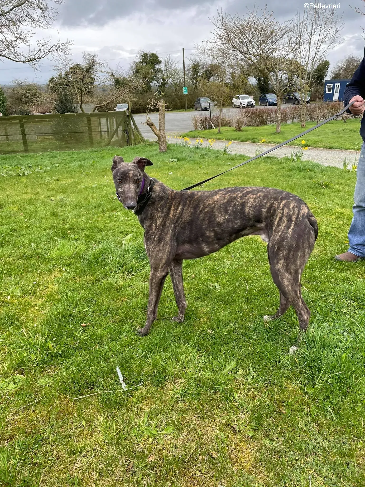 Bill adozione levrieri greyhound 3