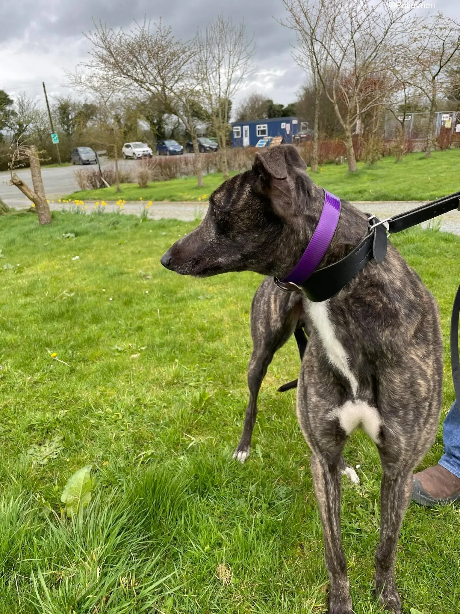 Bill adozione levrieri greyhound 4