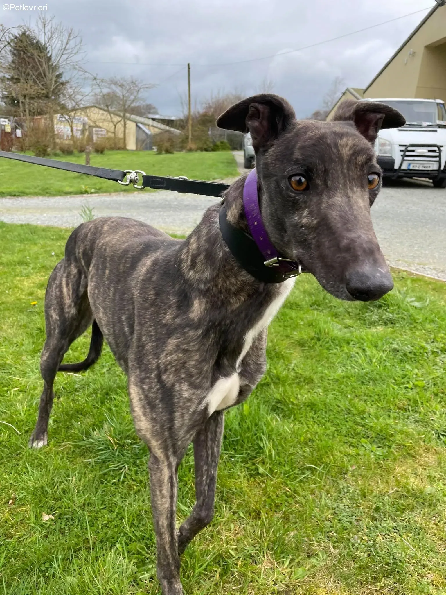 Bill adozione levrieri greyhound 6