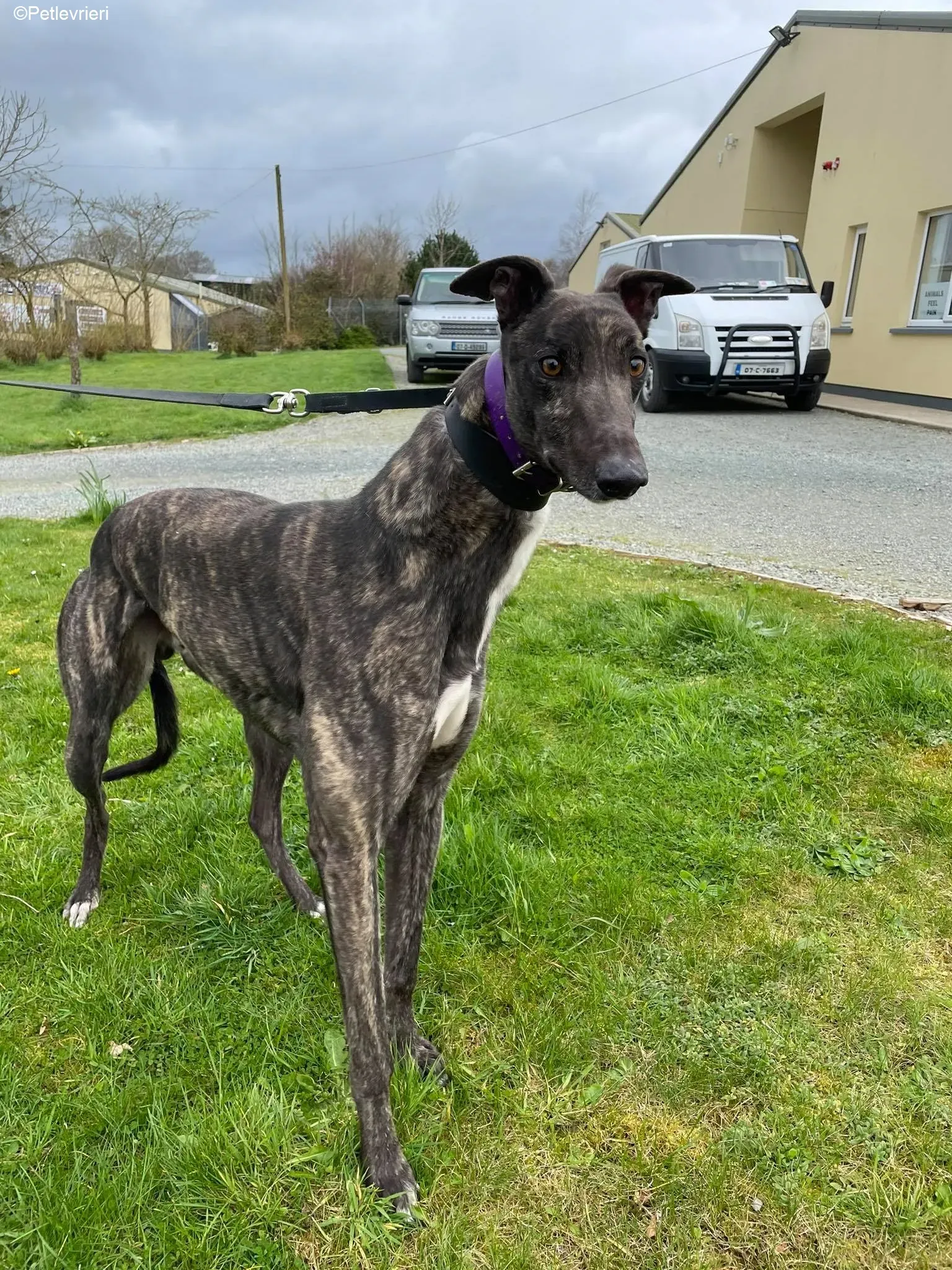 Bill adozione levrieri greyhound 7