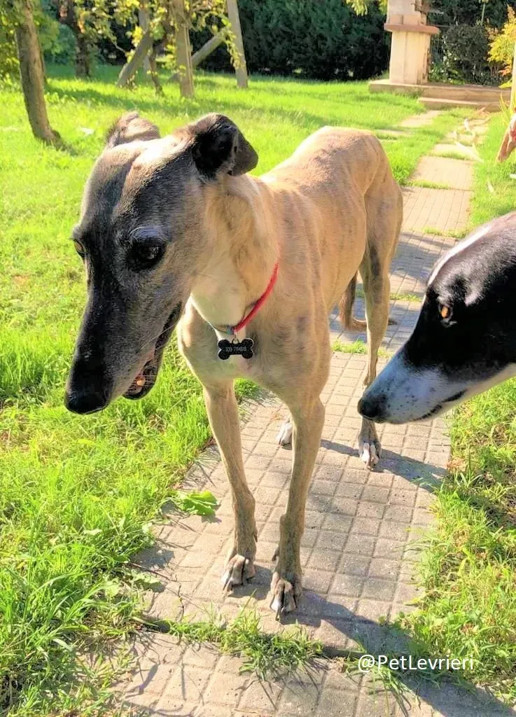 Billu adozione levrieri galgo 40